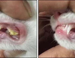 PetClean Teeth Cleaning Spray for Dogs & Cats, Eliminate Bad Breath, Targets Tartar & Plaque, Without Brushing