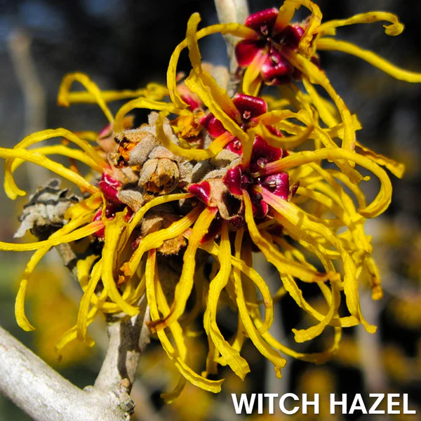 SoliPac Gynecomastia Tightening Herbal Cream