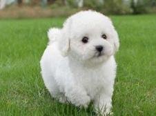 Trick-O-Treat Eyeball Candy Mold