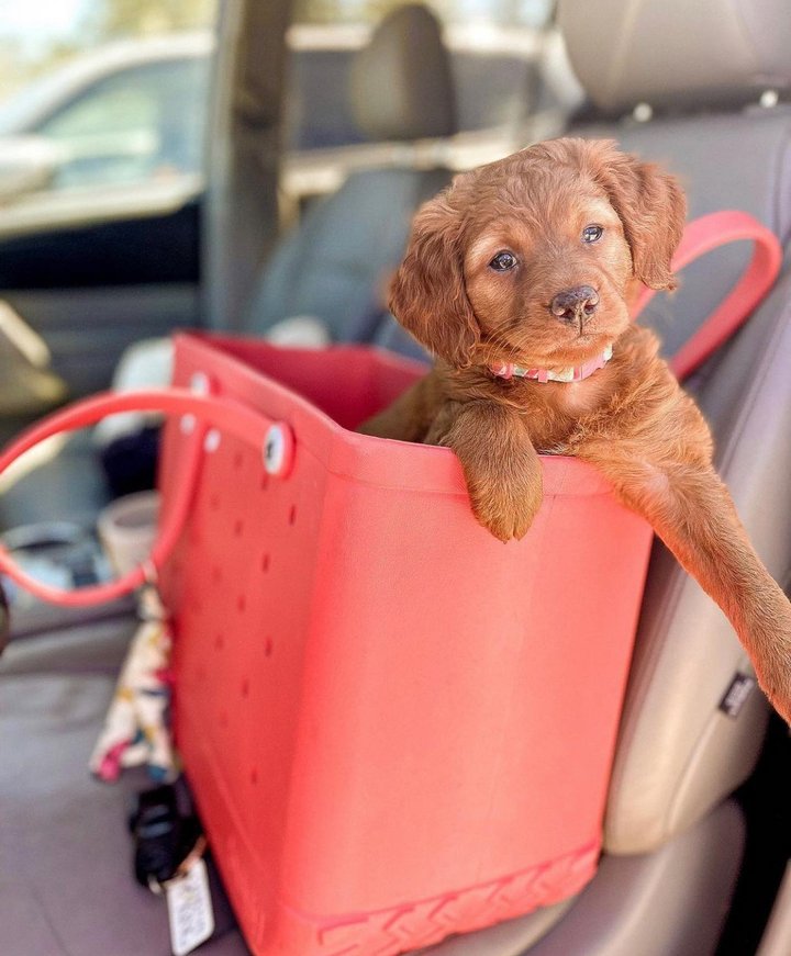 Bogg Bag  Storage Beach Bag