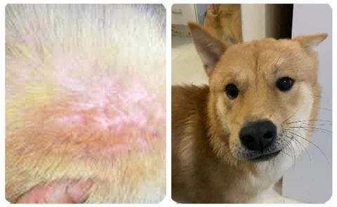 Oveallgo Natural Forces Hemorrhoids Capsules