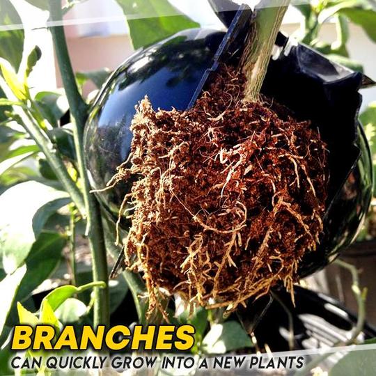 GrowX Plant Rooting Box