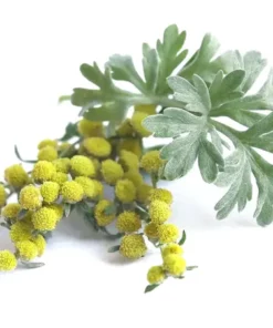 ANLOMARE Blood Sugar Reducing Body Detox Footbed & Rapid Glycolysis