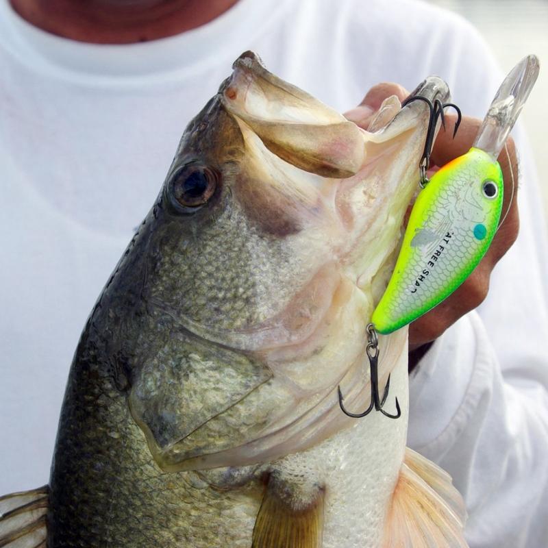 Fish Bait Gloss Coating