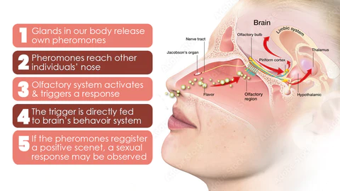 LUSTY Feromone Perfume