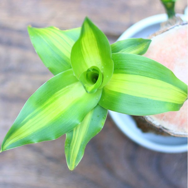 Hydroponic Brazilwood Plant Potted