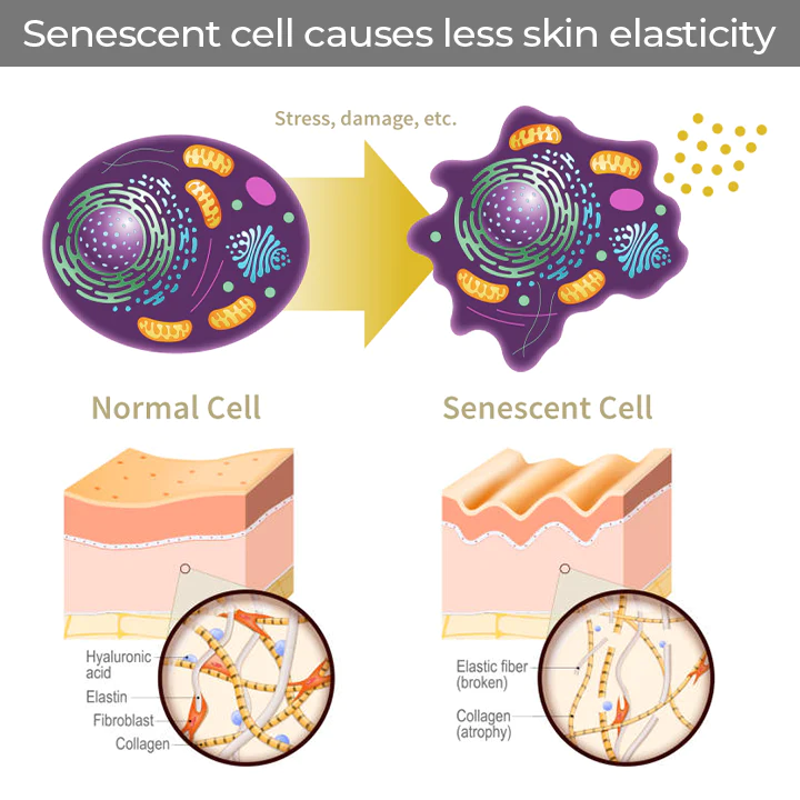 CELLvolution NMN Boost Aging-Treatment Cream