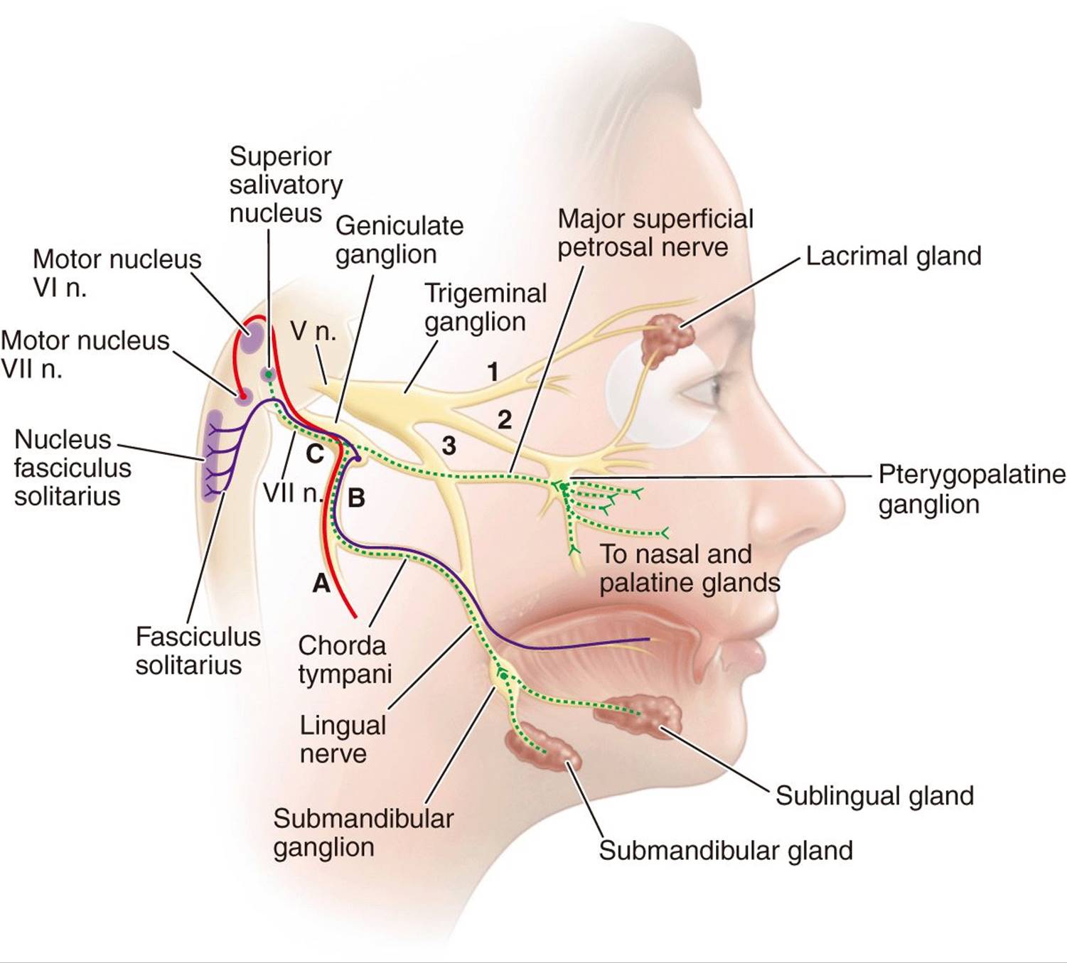 MagseCareŽ Magnetic Patch for Migraine, Tinnitus and Toothache
